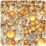 Псилоцибиновые (галлюциногенные)  грибы Psilocybin "Golden Teacher" в Кодинске