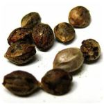 Семена марихуаны АК-47  (Seeds AK-47) в Кодинске